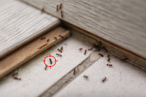 Best Rat Extermination Near Me  in Homeland, GA