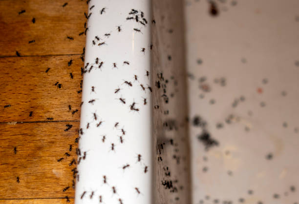 Pest Control Cost in Homeland, GA